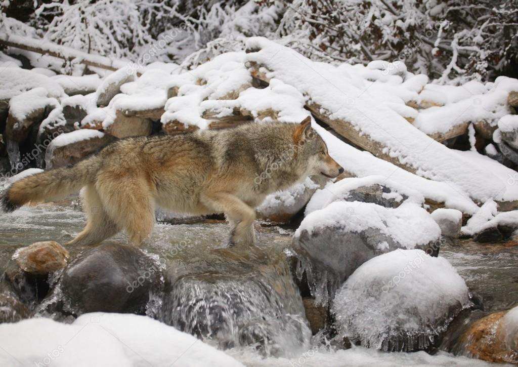 Wolf Crossing River