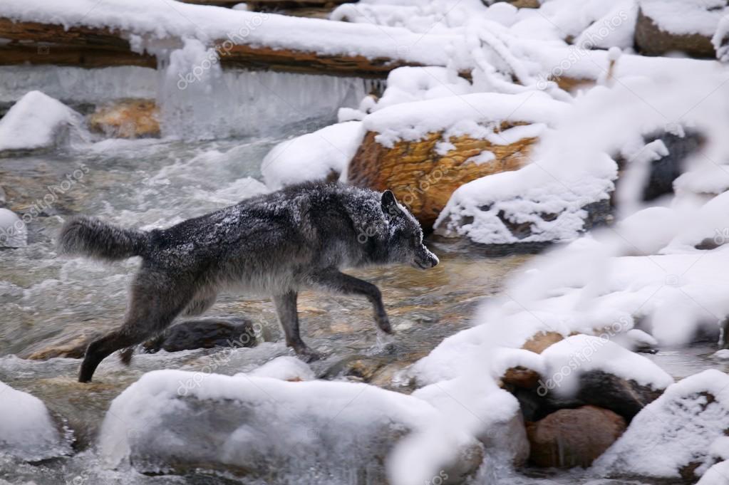 Wolf Crossing River