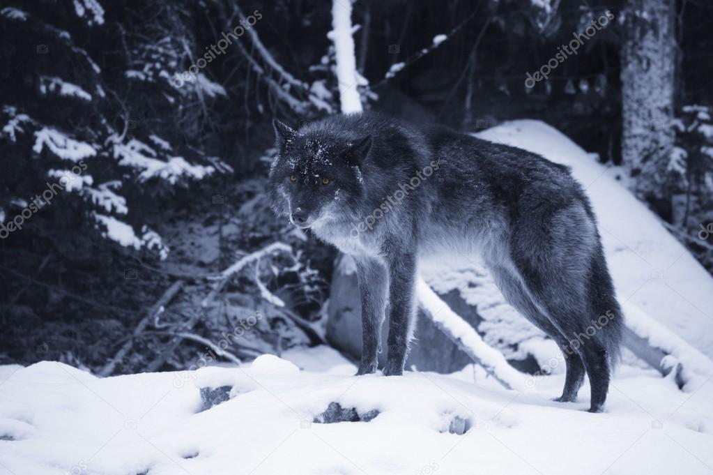 Lone Wolf In Snow