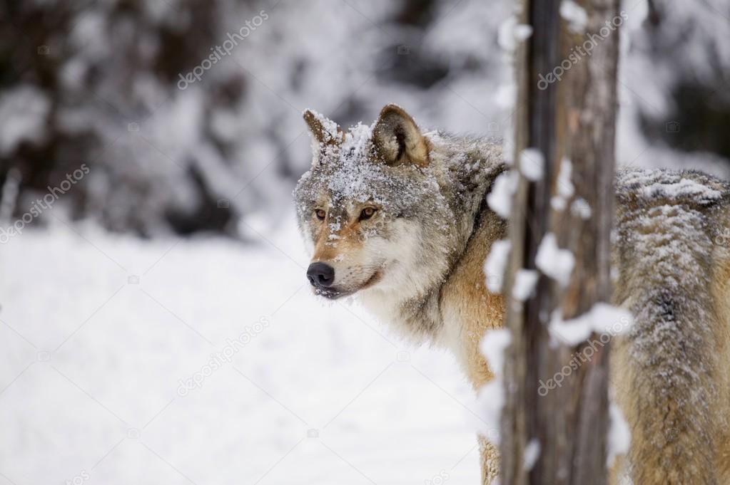 Lone Wolf In Snow