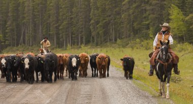 Cowboys On Cattle Round Up Southern Alberta Canada clipart