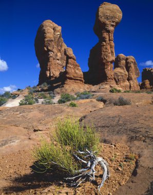 Hoodoo redrock oluşumları, mormon çay bitki, arches national park
