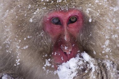 Japanese Snow Monkey clipart