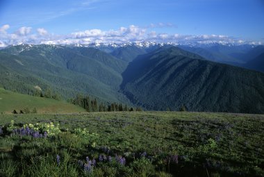 Olympic Mountains In Washington clipart