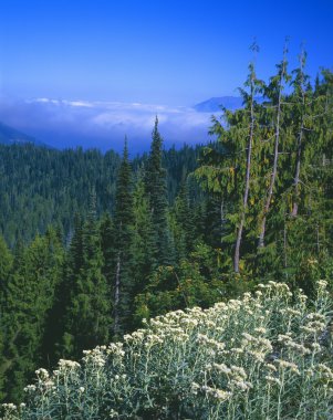Forest Scene With Distant Fog Bank, Olympic National Park. clipart