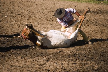 Güreş kovboy steer