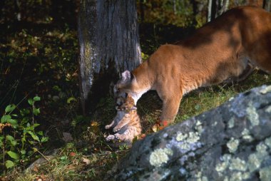 Puma taşıma yavrusu ağzına