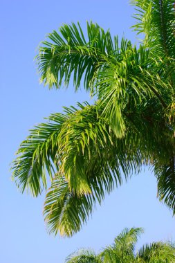 yemyeşil bir ağaç