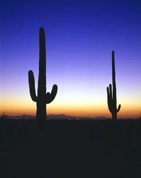 Alacakaranlık siluet kaktüsler, saguaro Milli Parkı ile — Stok fotoğraf