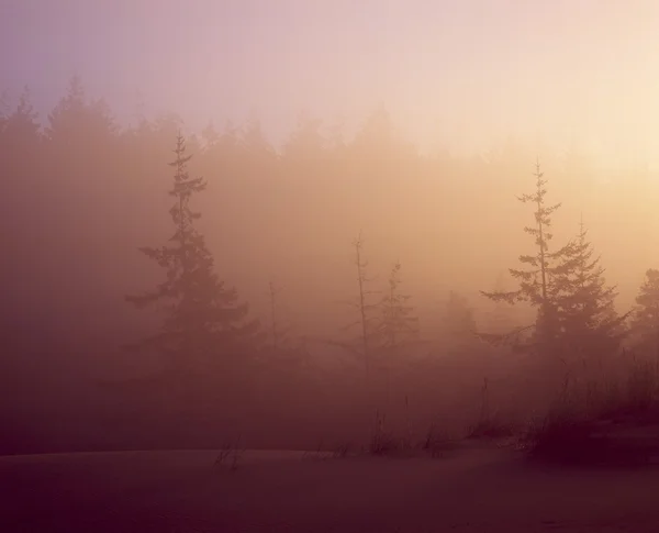 Sanddünen im Nebel — Stockfoto