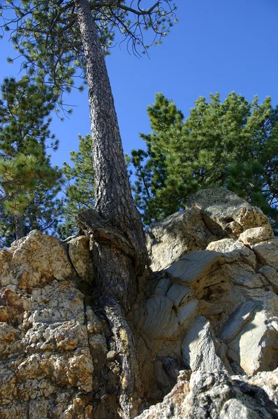 Albero che cresce nelle rocce — Foto Stock