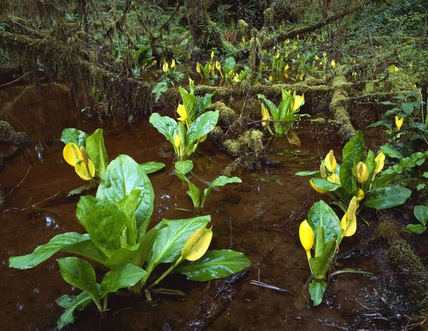 Skunk Cabbage Growing In Rainforest — Stock Photo, Image