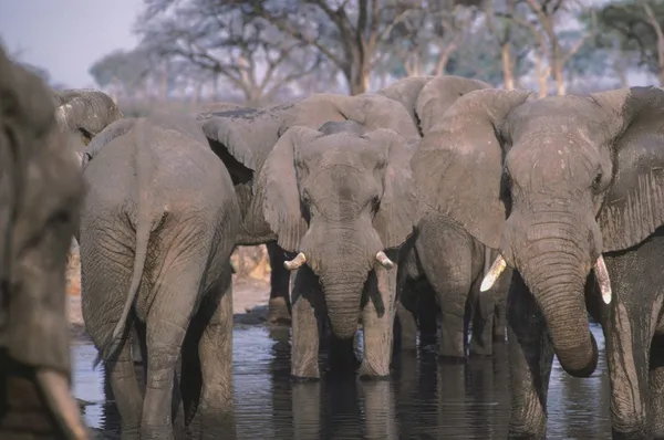 Rebanho de elefantes num buraco de água em África — Fotografia de Stock