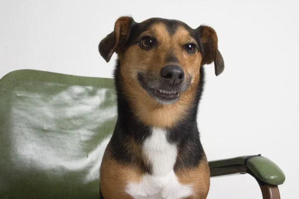 肘掛け椅子に犬の肖像画 — ストック写真