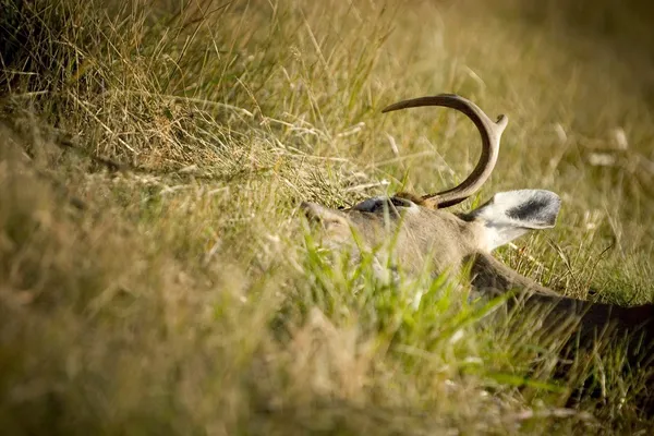 Dead Animal Lying in Grass — стоковое фото