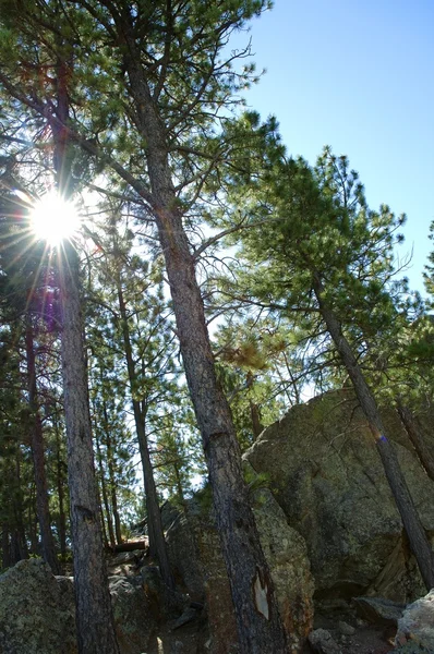 Cliff en bomen in bos — Stockfoto