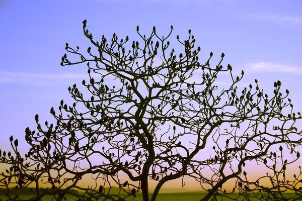 Silueta del árbol — Foto de Stock