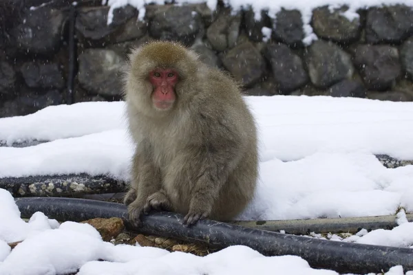 Snow Monkey Sitting In Snow — Stock Photo, Image