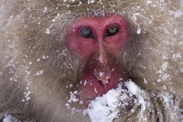 Macaco de neve japonês — Fotografia de Stock