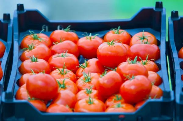 토마토의 충분히 바구니 — 스톡 사진