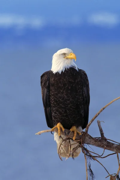 Aquila calva appollaiata — Foto Stock