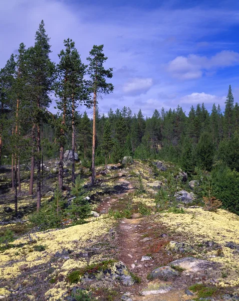 Sentiero escursionistico e rocce muschiose nella regione norvegese del telemark — Foto Stock