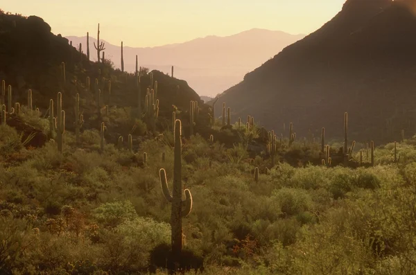kaktüsler ve manzara, saguaro Milli Parkı, arizona, ABD.