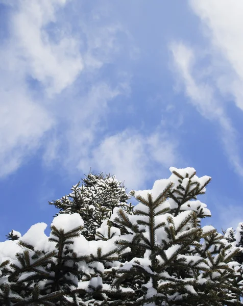 白雪覆盖的树 — 图库照片
