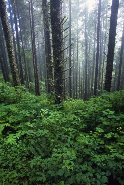 Feuillage luxuriant et arbres nus dans le brouillard — Photo