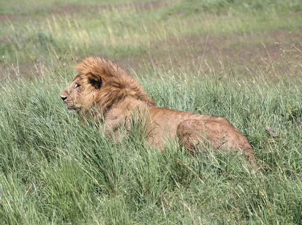 Muž lev ve vysoké trávě, masai mara národní rezervace, Keňa, Afrika — Stock fotografie