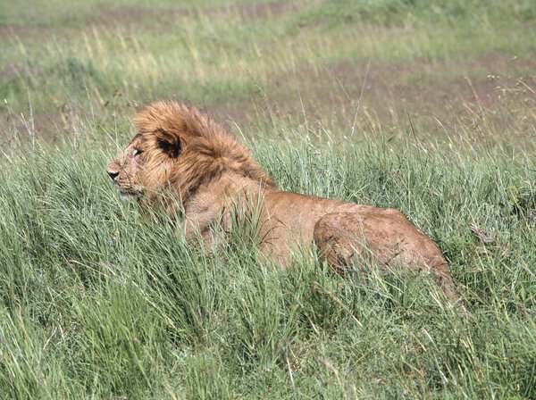 Male Lion In Tall Grass, Masai Mara National Reserve, Kenya, Africa