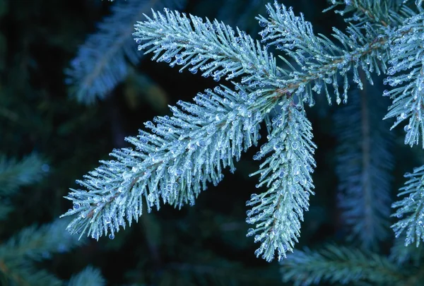 Close Up Of Frozen Pine Needles — Stock Photo, Image