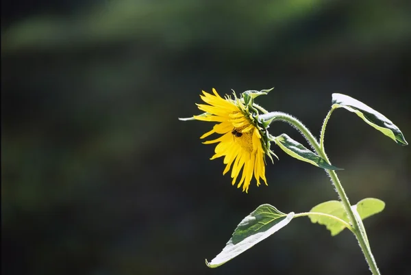 Zonnebloem bloesem — Stockfoto