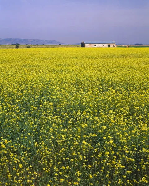 Řepka pole a staré zemědělské budovy v la mancha — Stock fotografie