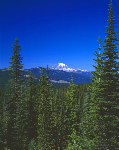Waldszene mit Berggipfel, Mount Rainier Nationalpark — Stockfoto
