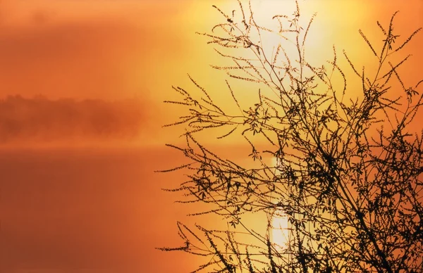 黄金の夕日に対する植物のシルエット — ストック写真