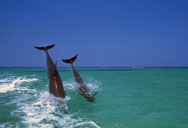 Bottlenose delfiny nurkowanie, Morze Karaibskie — Zdjęcie stockowe