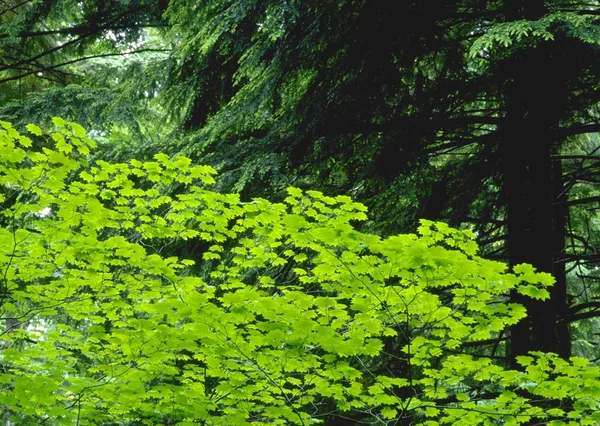 Paraplu bomen in bos — Stockfoto