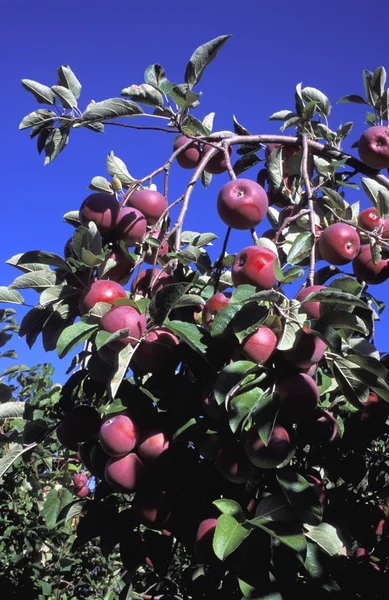 Appels die groeien op bomen — Stockfoto