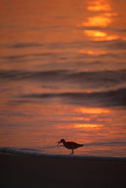 Silhouet van willet zeevogel met krab, zonsondergang weerspiegeling, assateague island. — Stockfoto