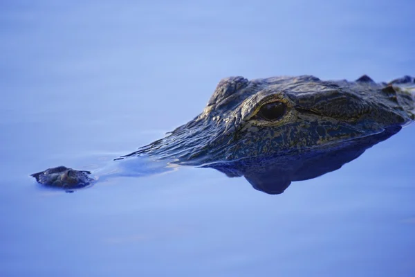 Alligator — Stockfoto