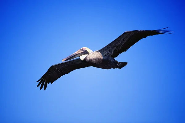Pelican în zbor — Fotografie, imagine de stoc