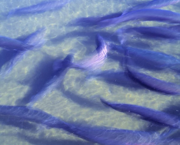 Trout In Fish Hatchery — Stock Photo, Image