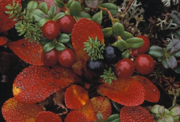 秋天的冻土带上的红莓苔子和低布什蔓越莓 — 图库照片