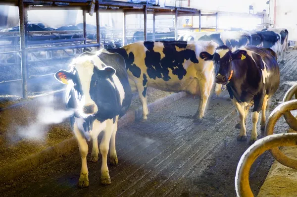 Dairy Cows In A Barn — Stock Photo, Image