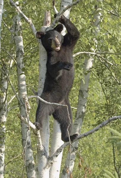 Schwarzbärenjunges steht im Baum — Stockfoto