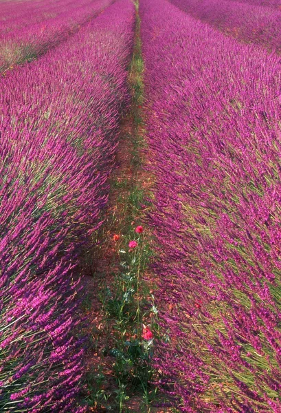 Fältet lavendel, provence, Frankrike — Stockfoto