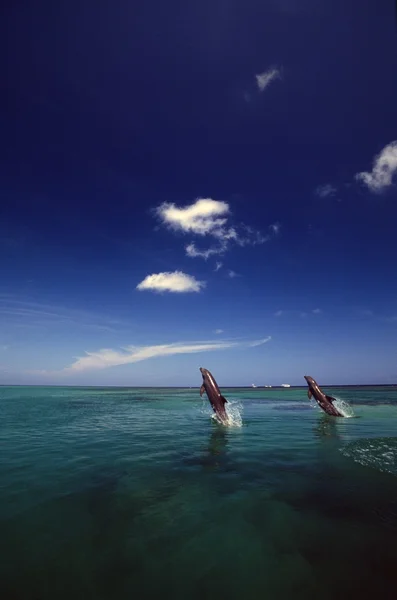 Two Bottlenose Dolphins Dancing Across Water On Tails, Caribbean Sea — Stock Photo, Image