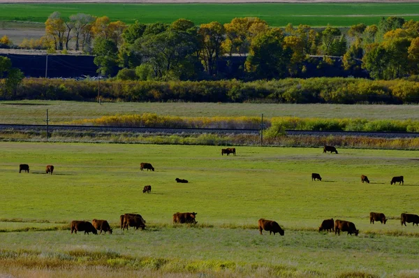 Rebanho de vacas a pastar — Fotografia de Stock