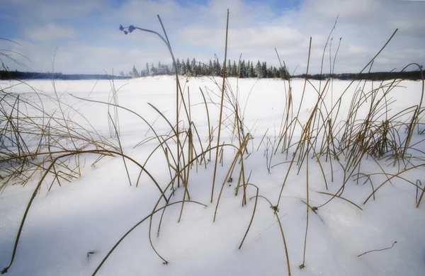 Grass In Snow — Stock Photo, Image